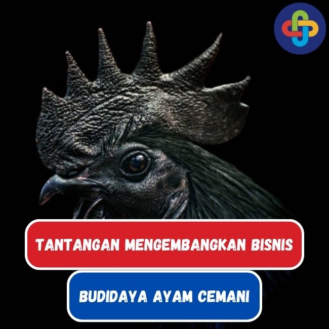 7 Tantangan Bisnis Budidaya Ayam Cemani di Indonesia